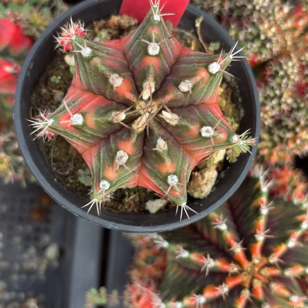 160-1209泰国发货多肉