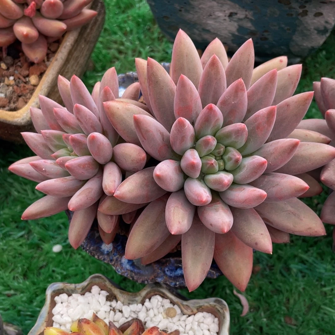 红蜻蜓多肉植物盆栽