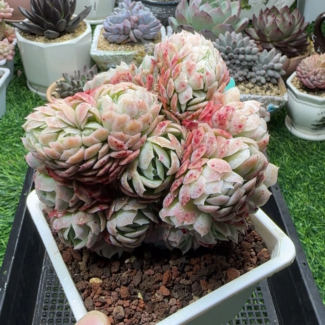 唐二姐多肉编号175