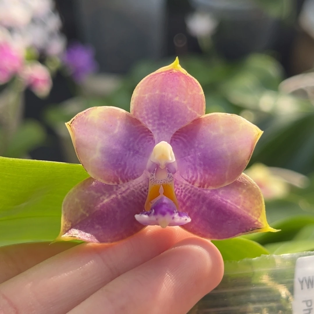 完全开放2.5寸yw16开花株