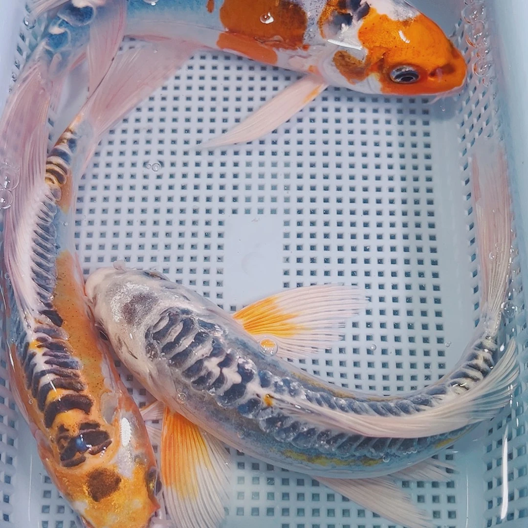 锦鲤锦鲤冷水鱼观赏137