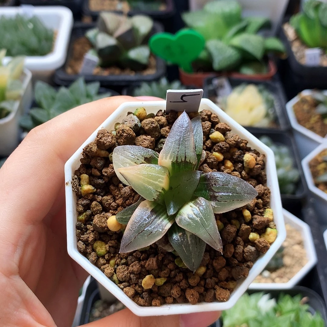 红文寿锦，5号，带盆带土