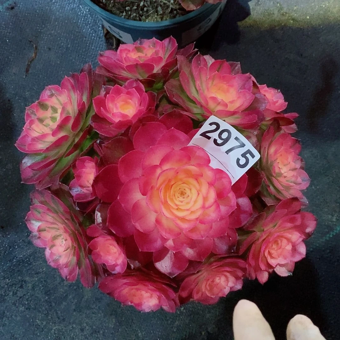 红陶2975荔枝冠22:3