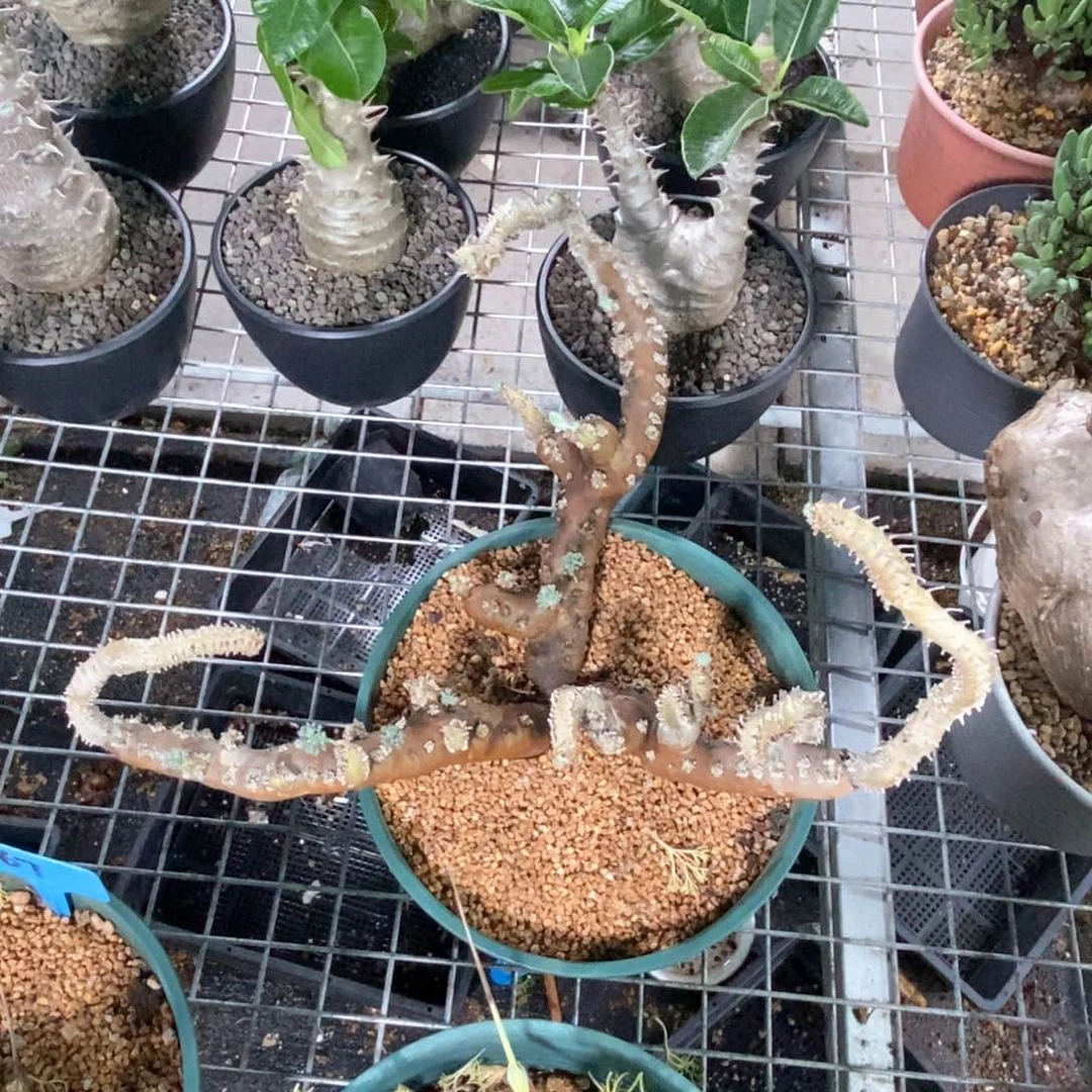黑皮月界多肉植物