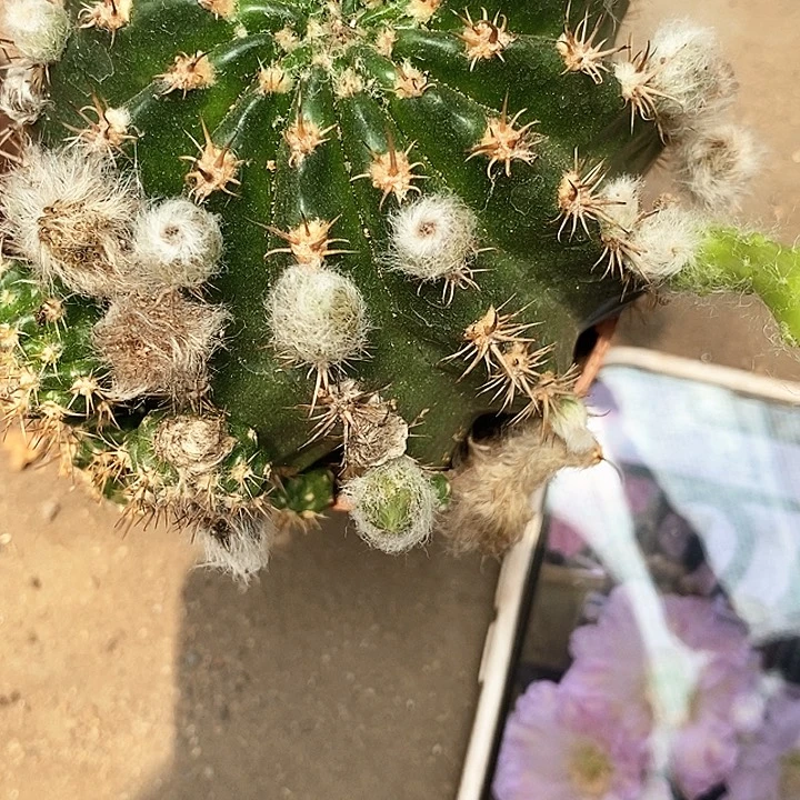 绿鸡仙人球246778