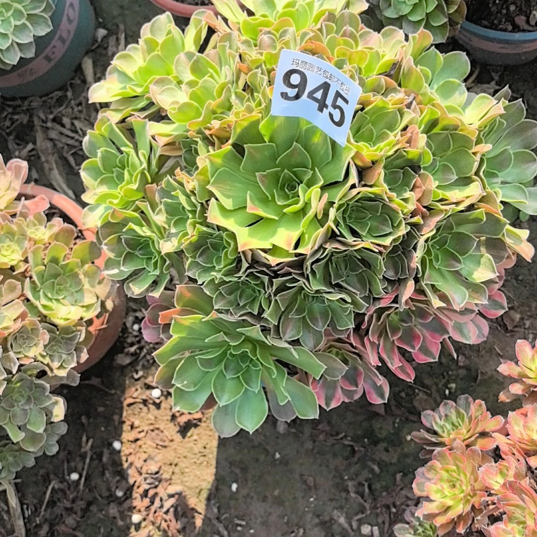 945香妃阴阳花花外卖