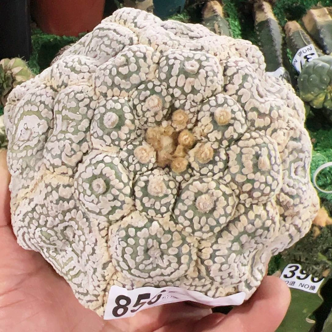 无根指纹龟甲兜头856