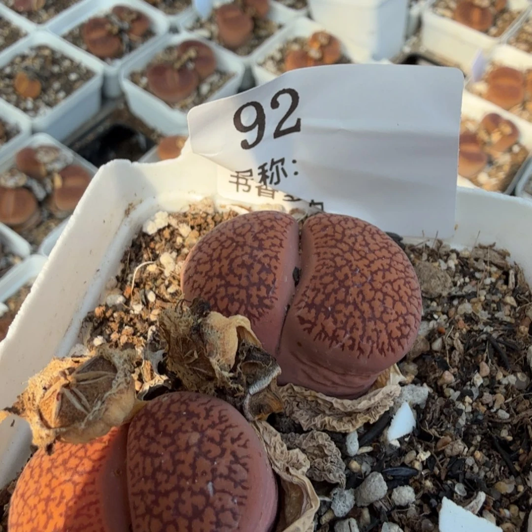 進***子多肉植物多肉植物多肉植物