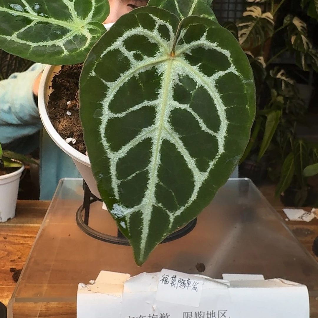 完全开放H121狂战士杂狂想曲