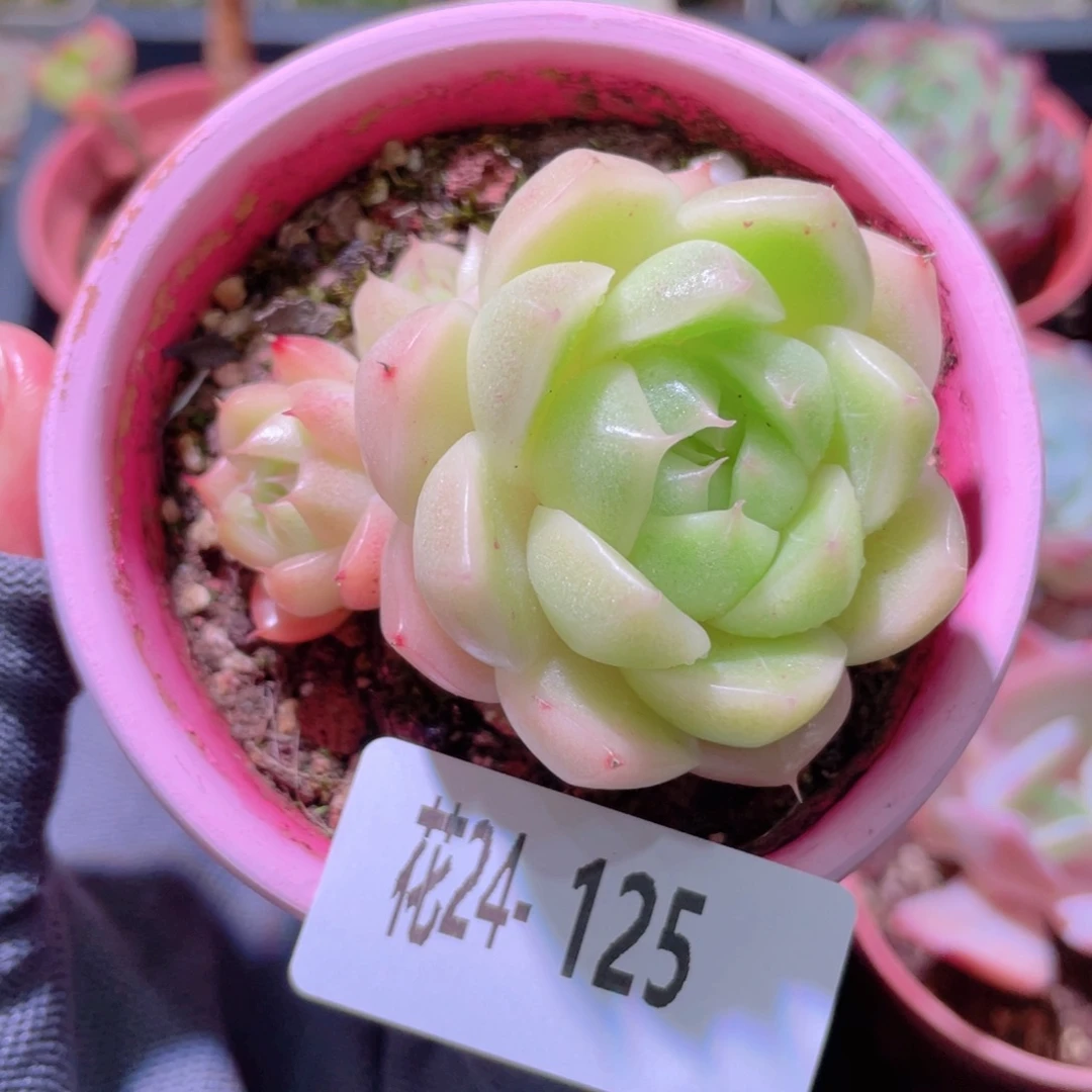 花利美24-125麦秆不含盆