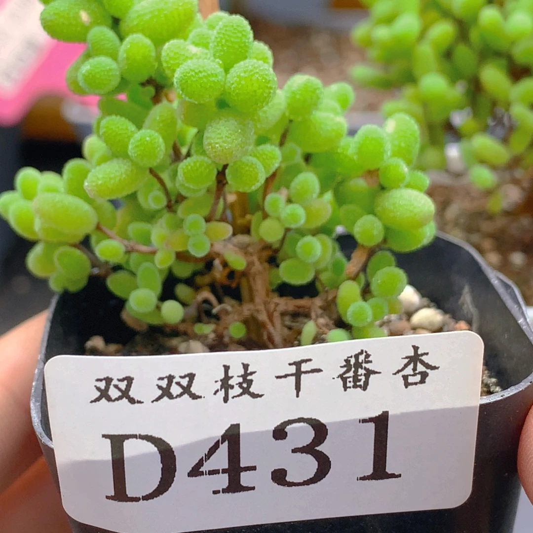 431蜜橘。