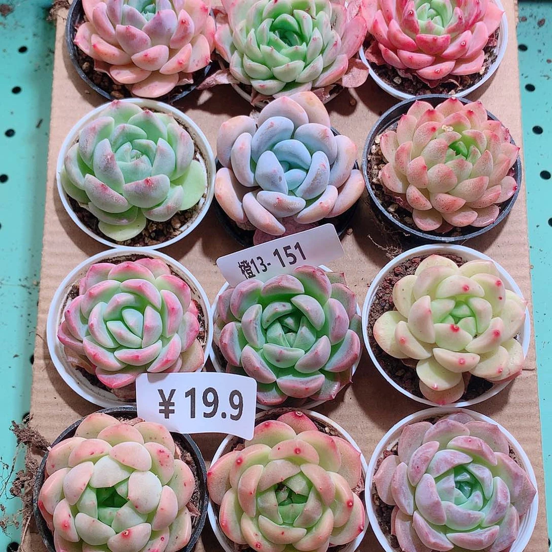 13-151一物一拍带盆18颗