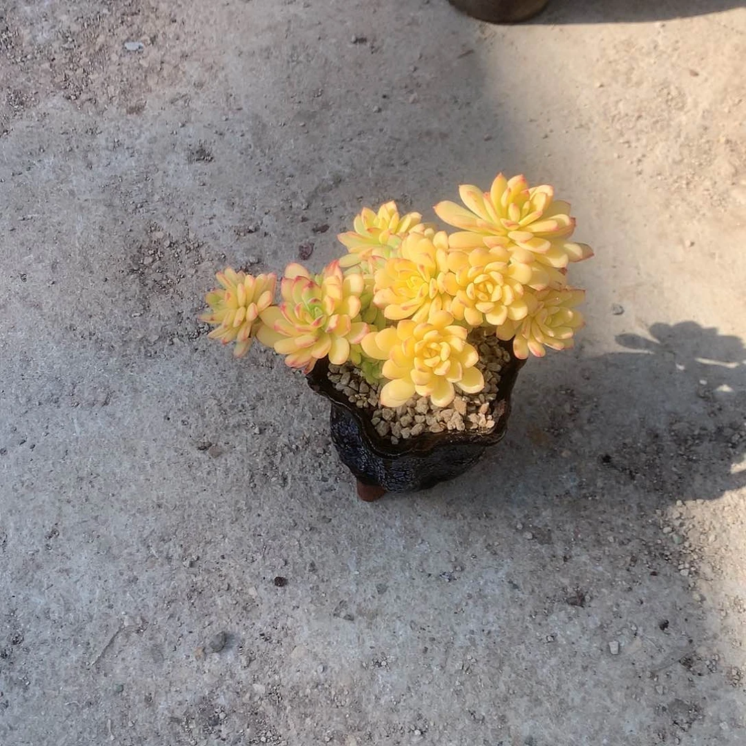 红**豆叮当锦多肉植物脱土