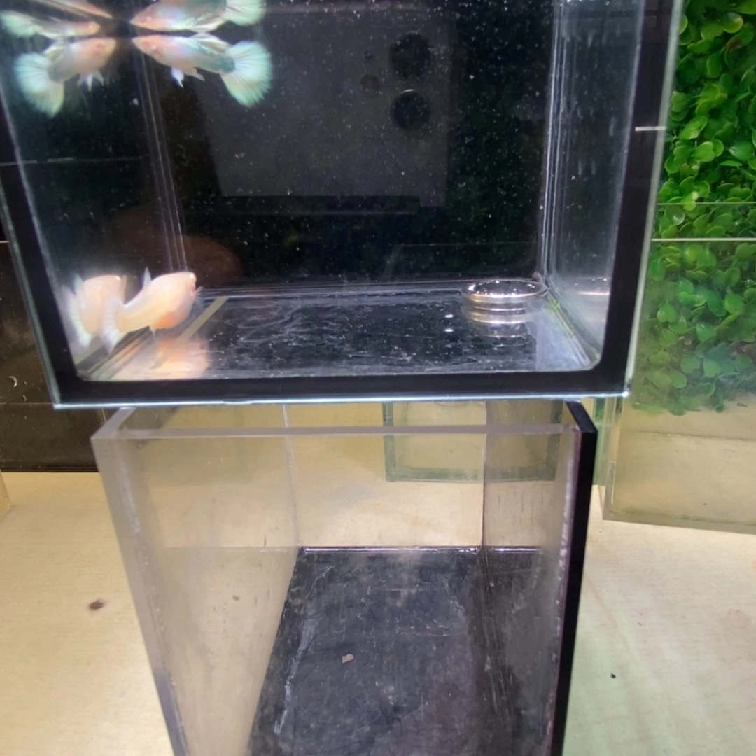 孔雀鱼白雪公主一对