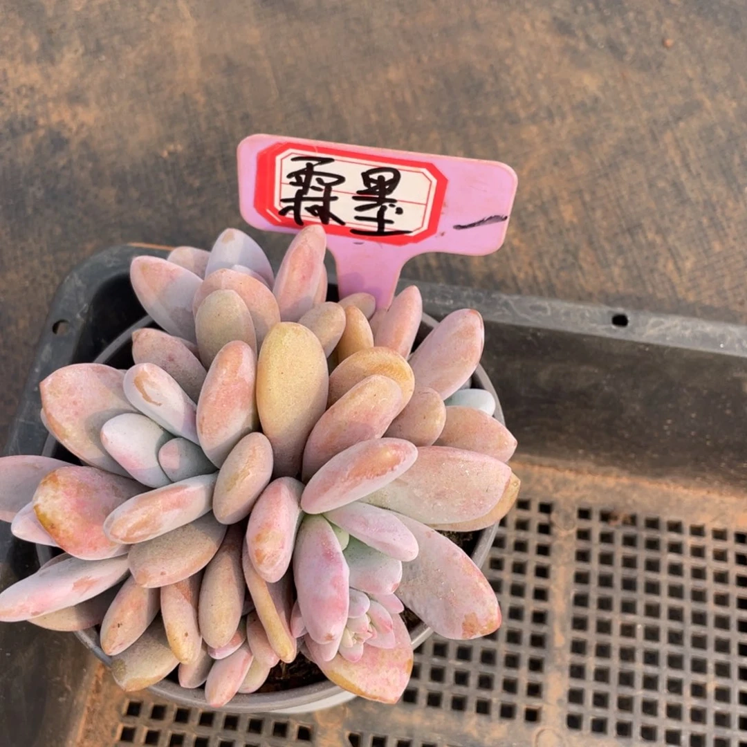 霖*姐姐我在掉头