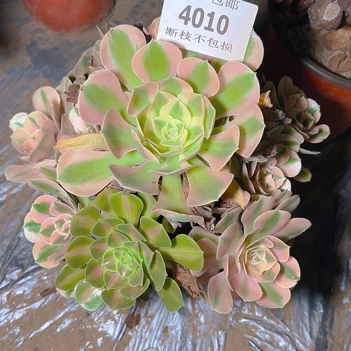 4010粉女巫多肉植物