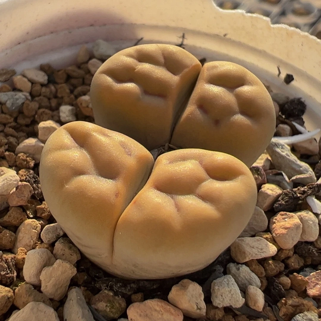 脑纹花纹多肉植物