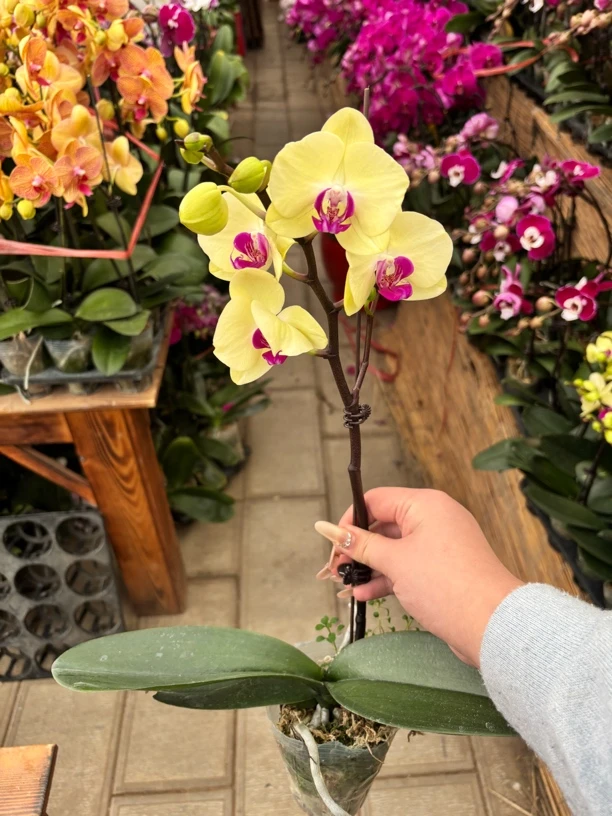 【黄楼梦】蝴蝶兰精品室内鲜花绿植送礼亲戚礼物乔迁