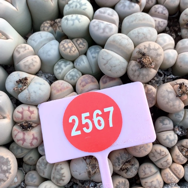 花纹玉母本非常好看