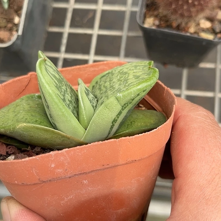 当前无花朵，栽培后可花朵