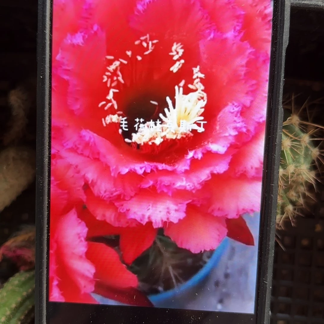 克斯丁毛侧牙20包邮26