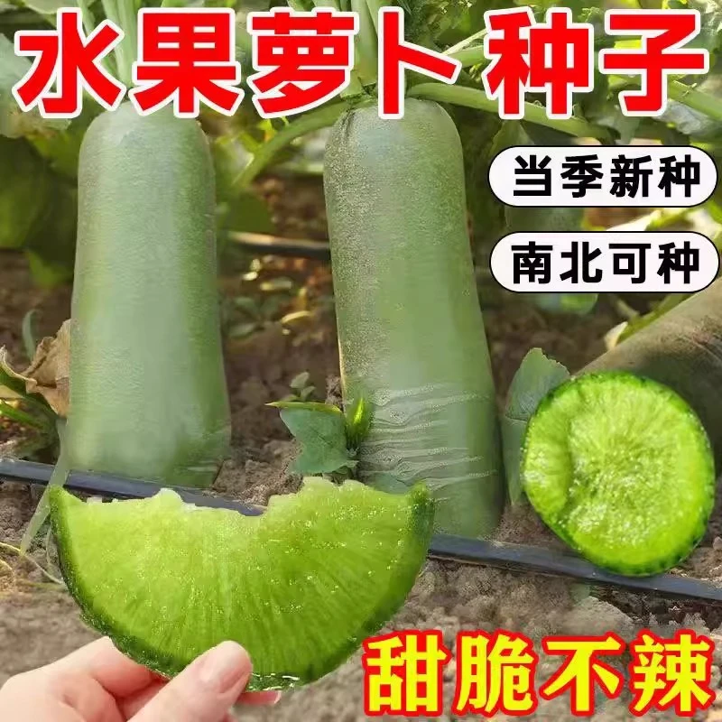 冰糖水果萝卜籽种生吃脆甜农家蔬菜种四季播种阳台盆栽绿萝卜种子