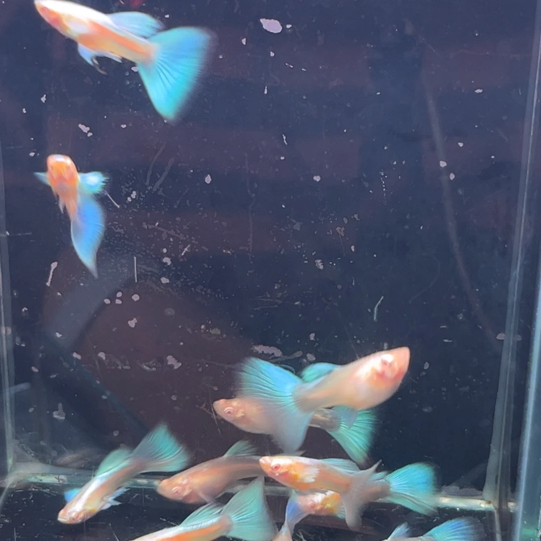 孔雀鱼蓝白欧翼5对