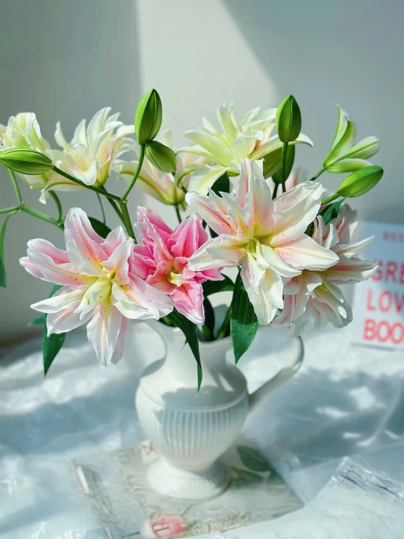 【花涧十顷】萨拉-多头百合