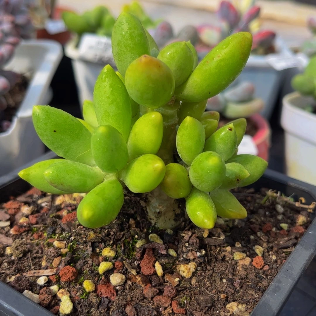 446-芒果奶多肉6cm