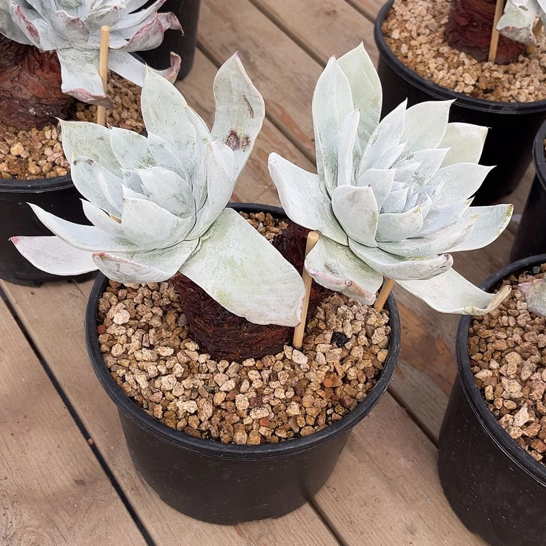 小鹿多肉一物一拍