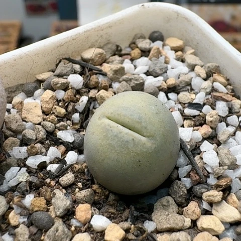 2958丑鹅带盆土发货