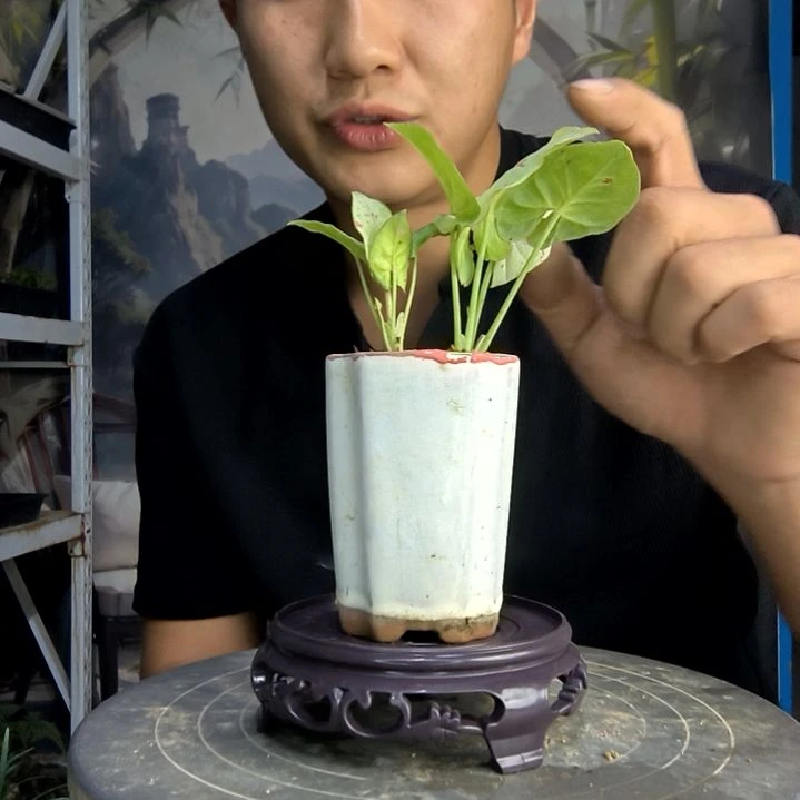 大****?中青园艺一物一拍208