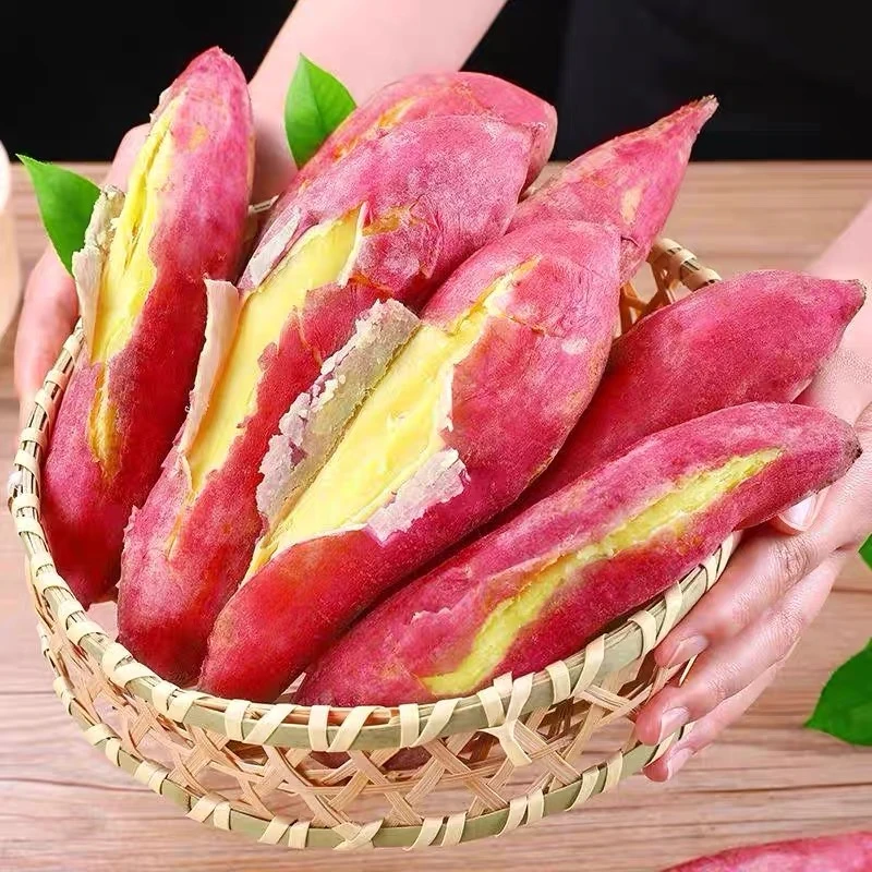 【达人推荐】新鲜现挖陕西正宗板栗薯 粉糯香甜 无丝无筋/4.5-5斤-K