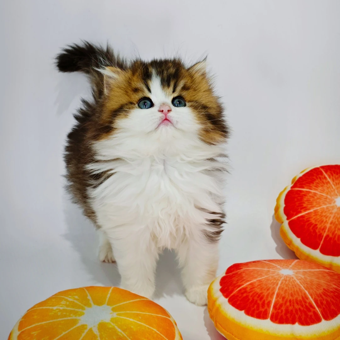 猫咪拿破仑金加白活体宠物