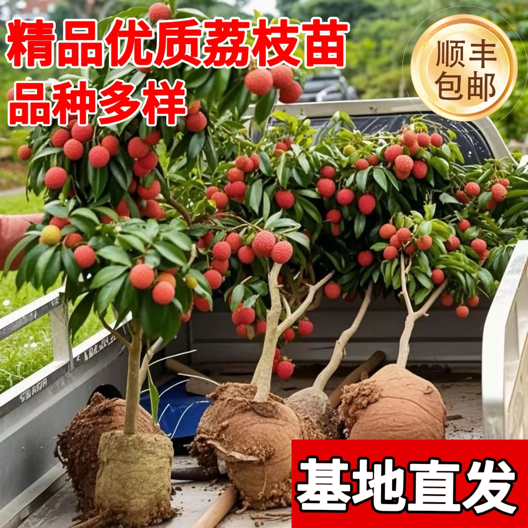【顺丰包邮】无核冰荔枝仙进奉桂味荔枝苗正品嫁接阳台庭院盆栽地栽