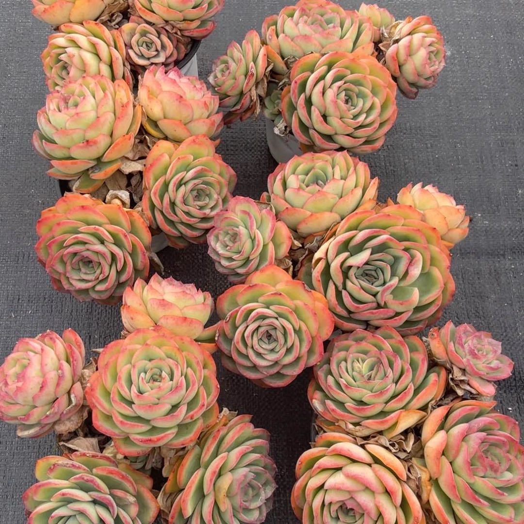 云舍多肉新年福利-晨露120