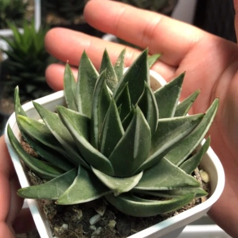 白折瑞鹤带盆发货哈哈哈