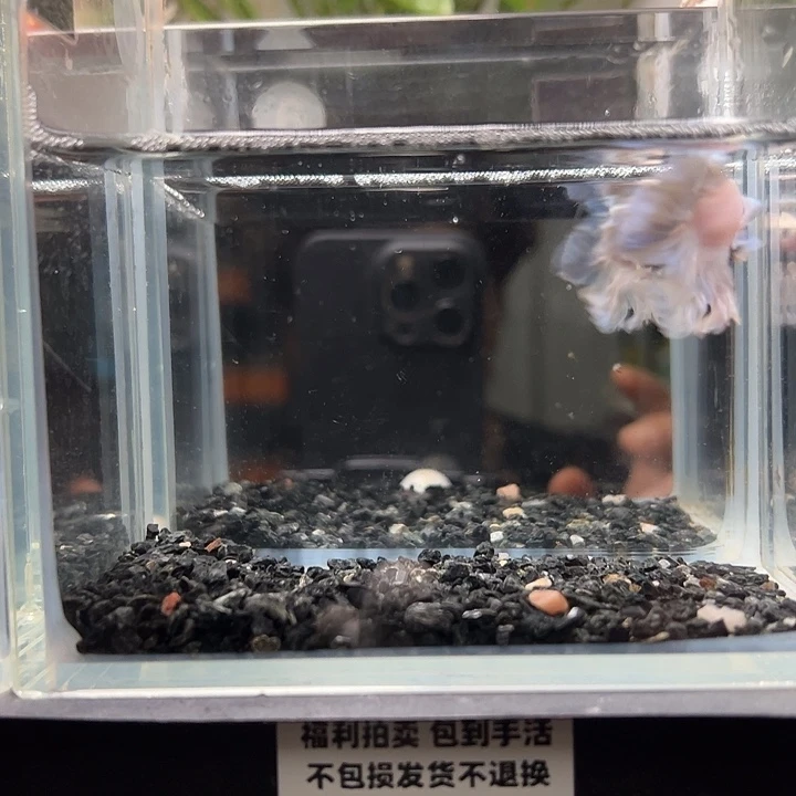 斗鱼竞拍跑单拉黑24日6