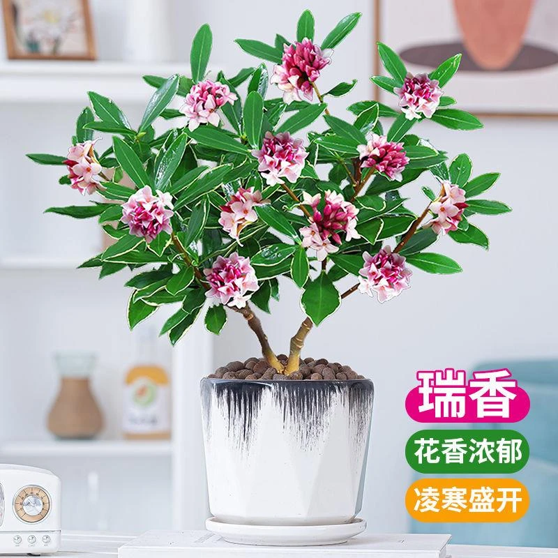 金边瑞香盆栽室内客厅好养植物开花浓香型四季常青老桩造型盆景