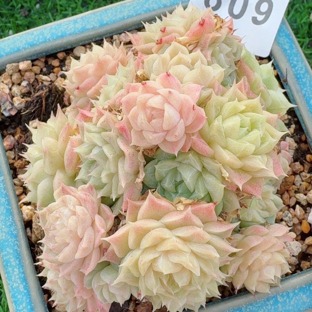 麦秆群生         精品多肉