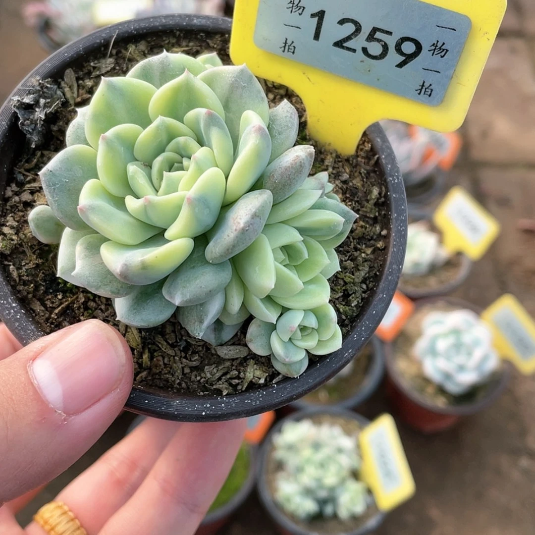 【闪购商品】1259号