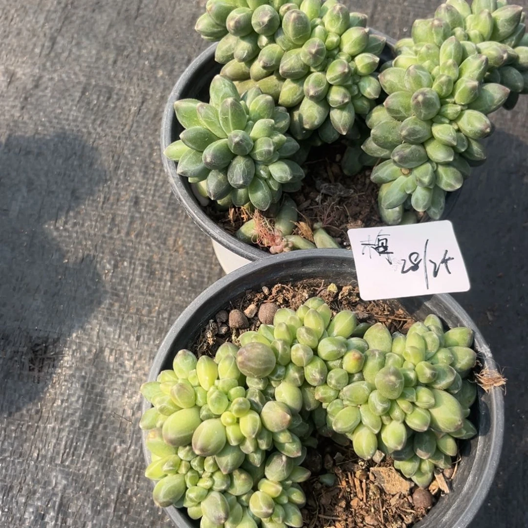 梅2颗千代田缀多肉