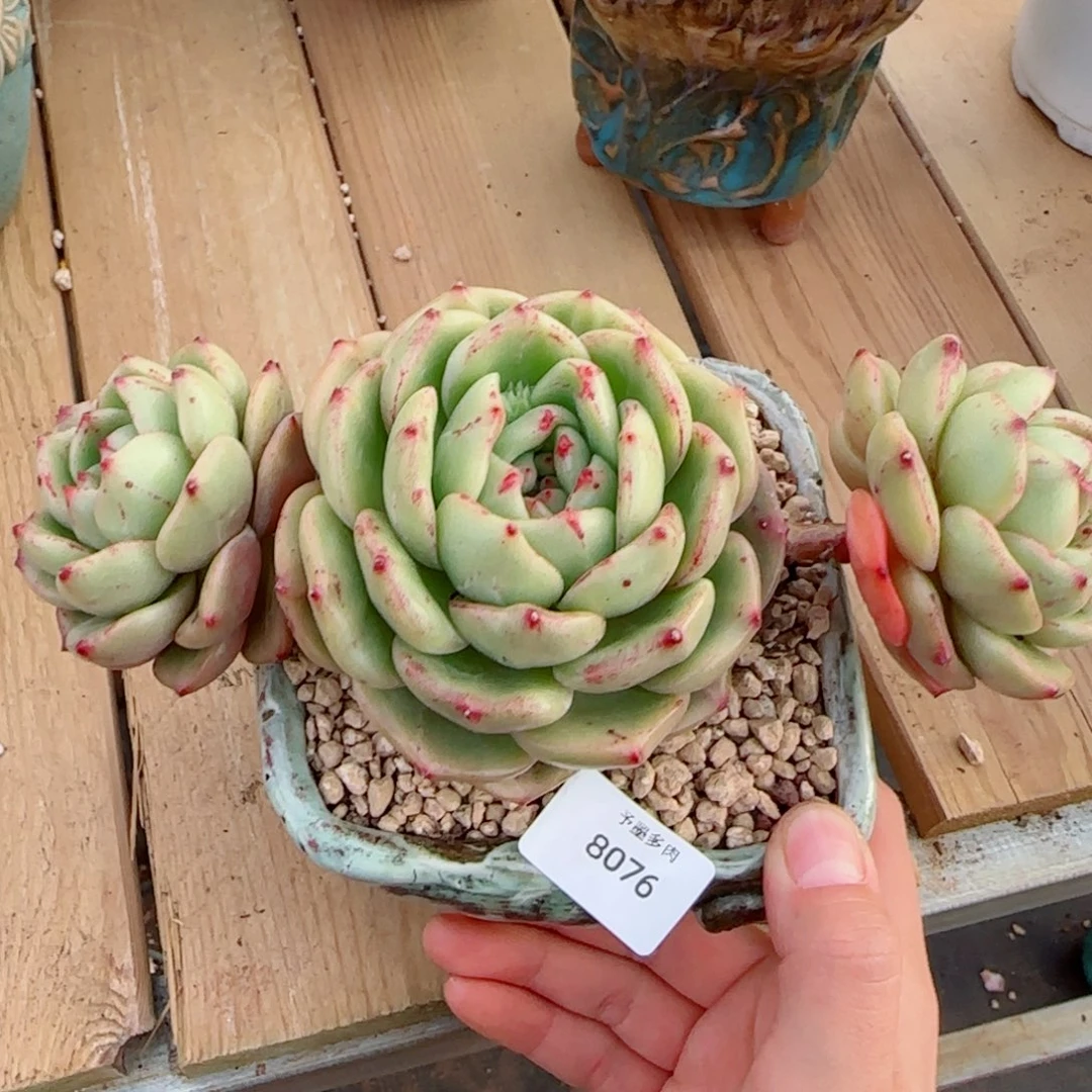 新品珍妮飘枝，8076多肉植物