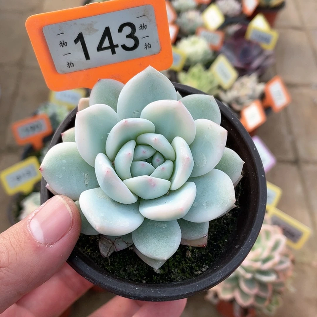 【闪购商品】143号