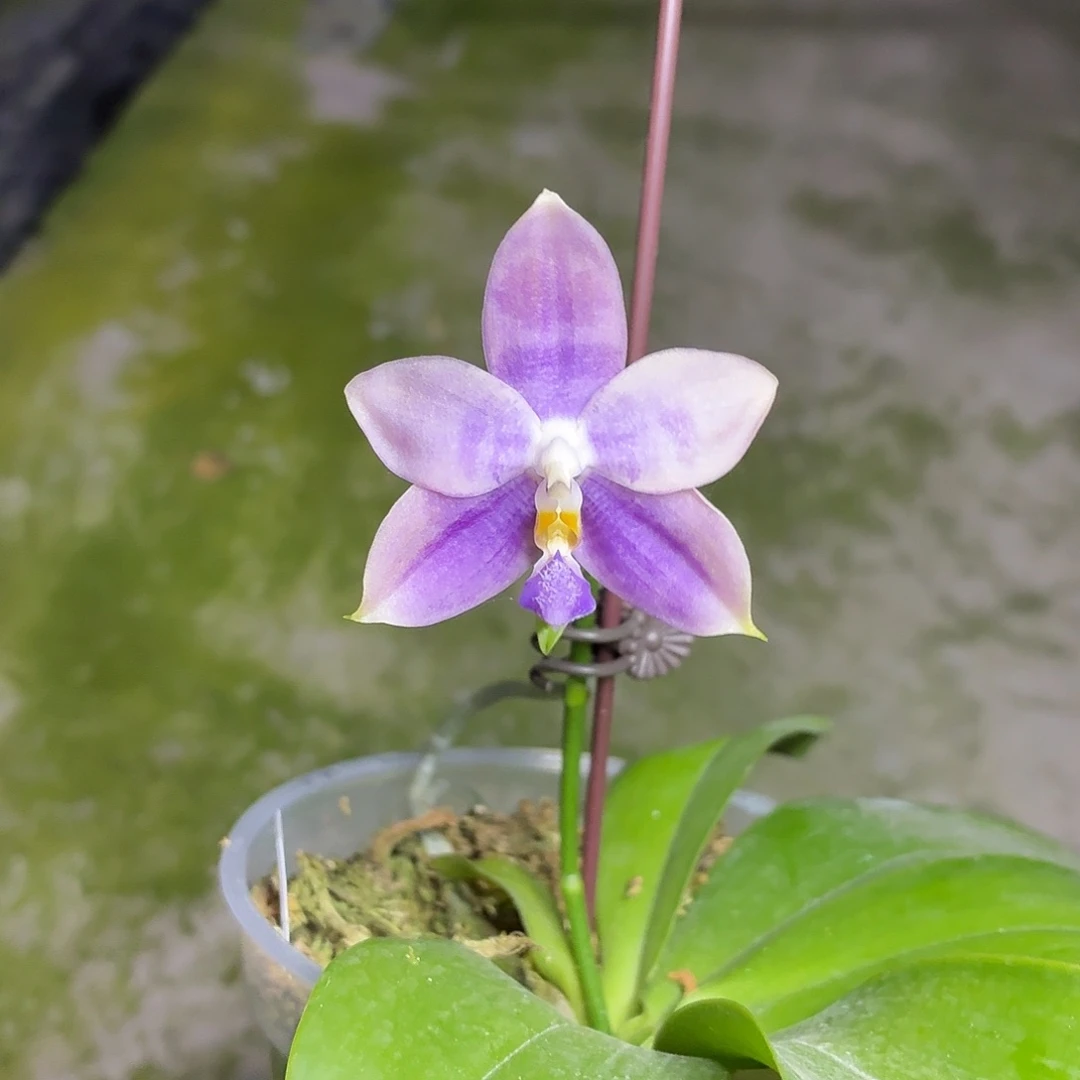 当前无花朵，栽培后可花朵A2217yss1234
