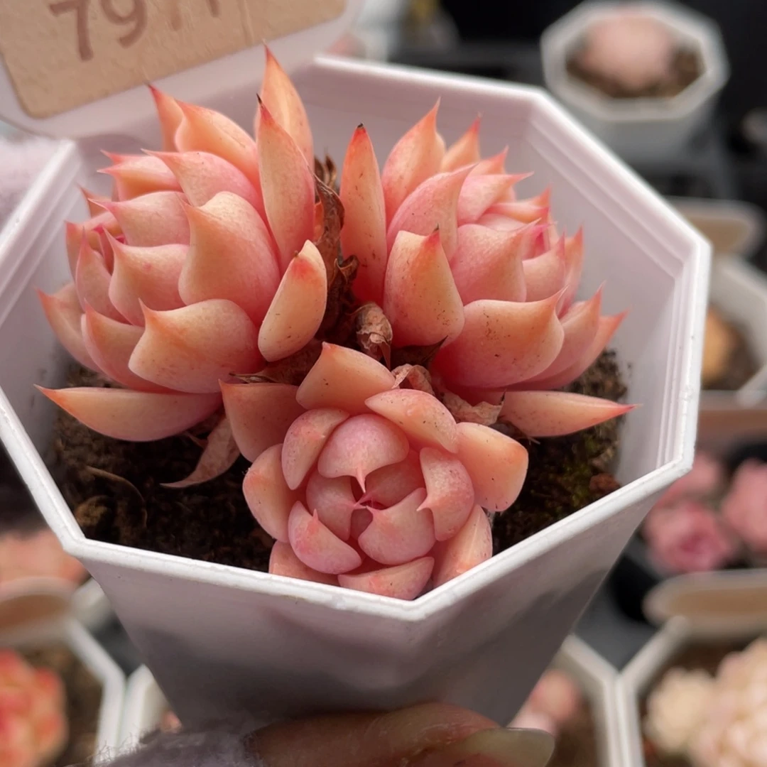 苯巴蒂斯7971-5.0厘米