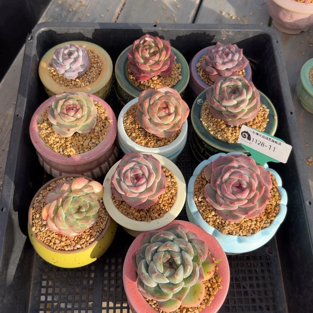 从前慢多肉精选编号1128.11