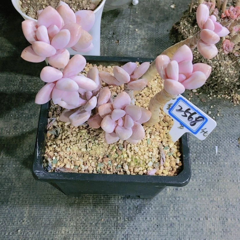 【闪购商品】@**?2568寄养
