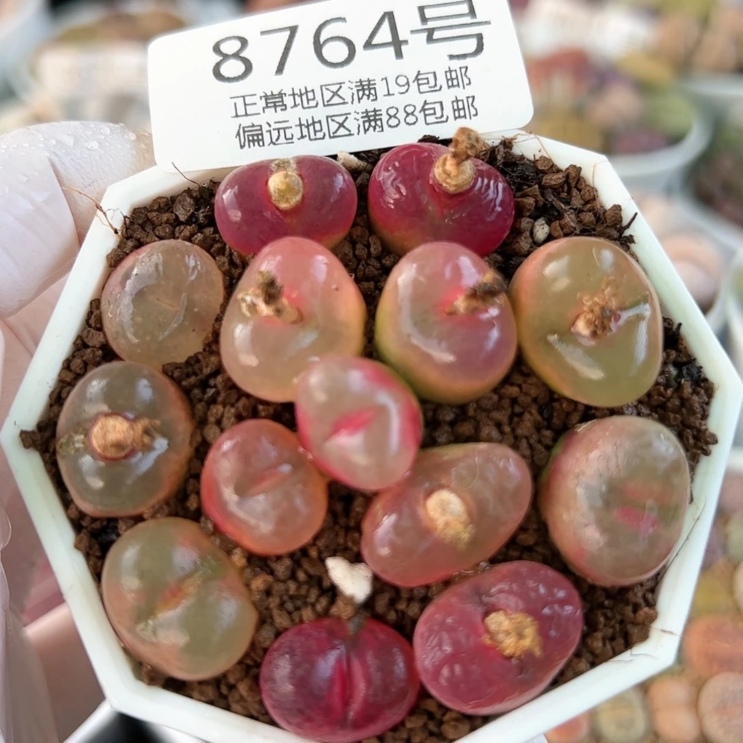 好养易活生石花大母本8764