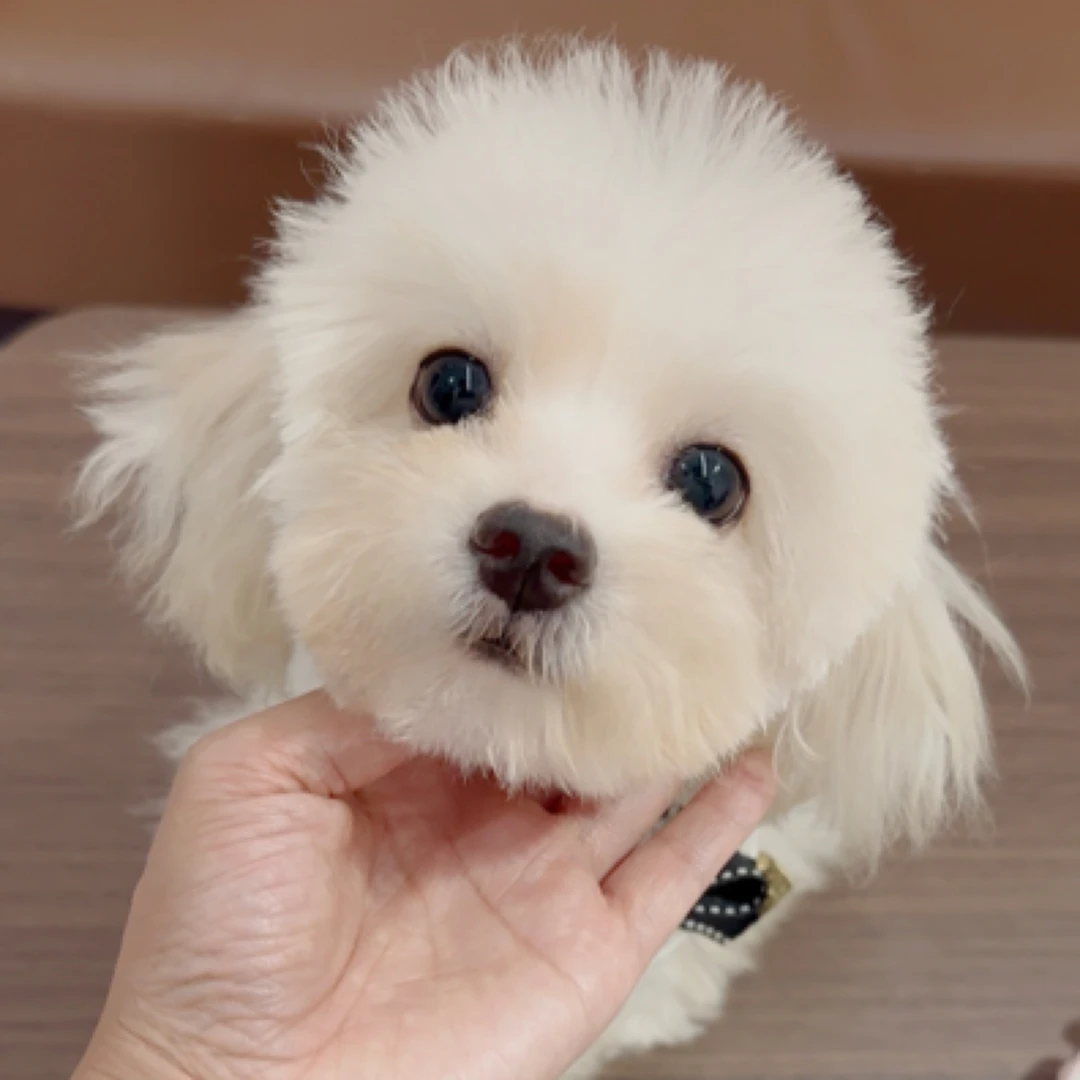 奈熊妈妈精宠本场粉丝福利